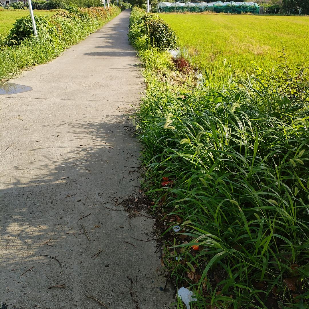 没有情人的情人节