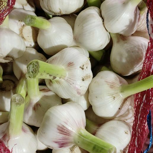 周口市淮阳区王龙种植农场