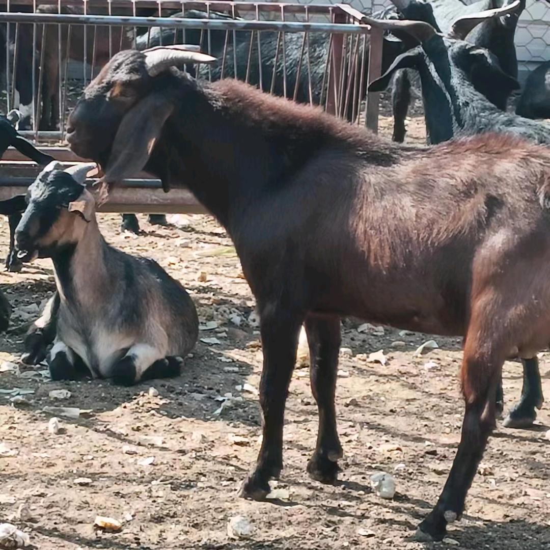 @黑山羊零售批发