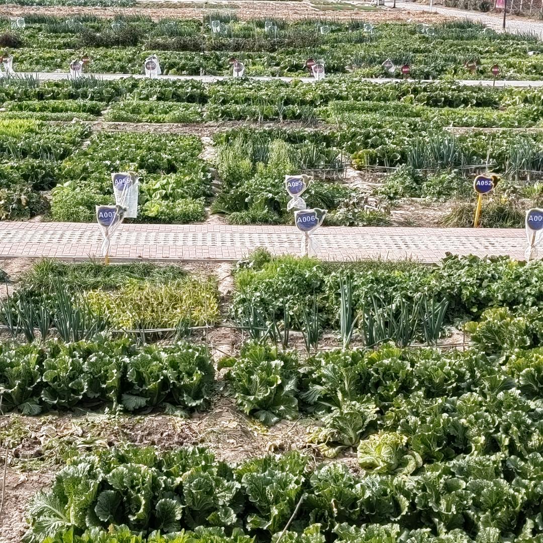 莱恩堡-开心农场