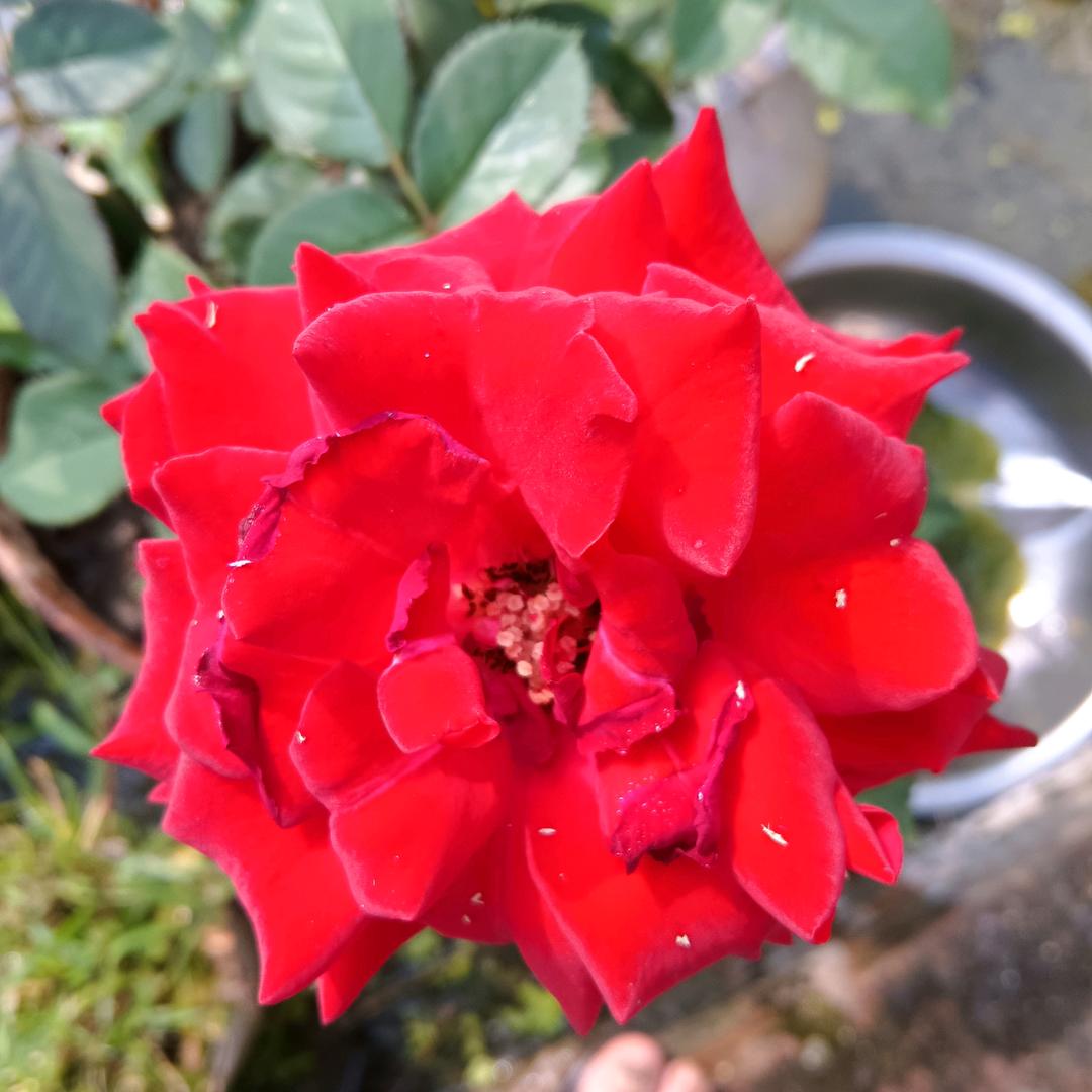 侯哥安岳忠义镇