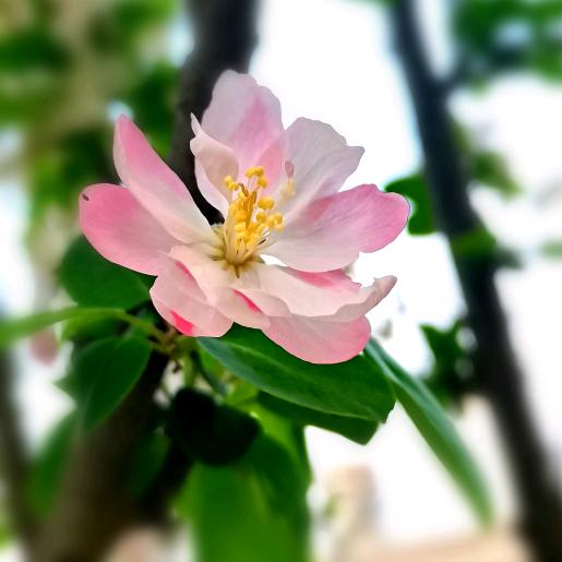小郜