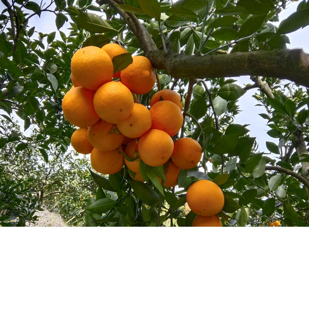 太阳哥