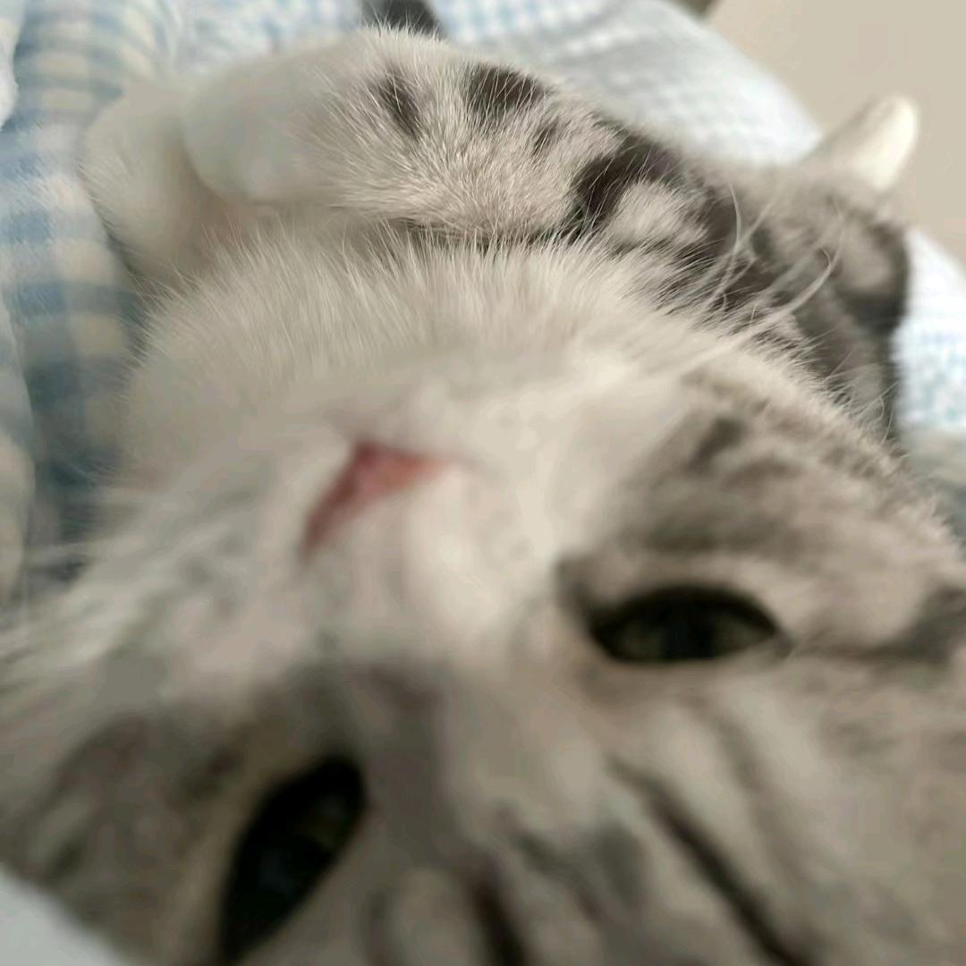苊仄