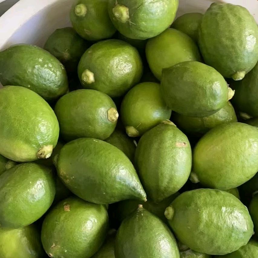 广东香水柠檬种植户