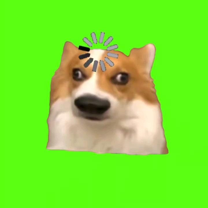 猫meme 小剧场