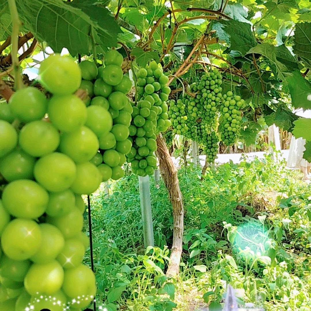 艳（连赞拉黑）