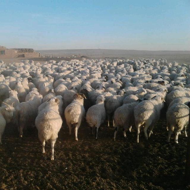 广阔牧场苏尼特羊肉
