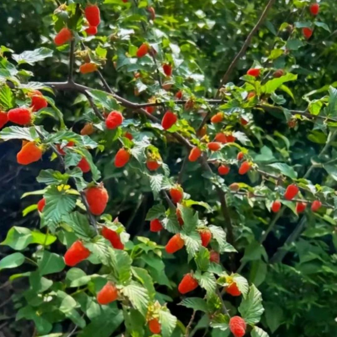 🍊柠檬❤心酸🍓