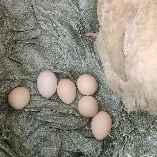 善待母鸡能下蛋