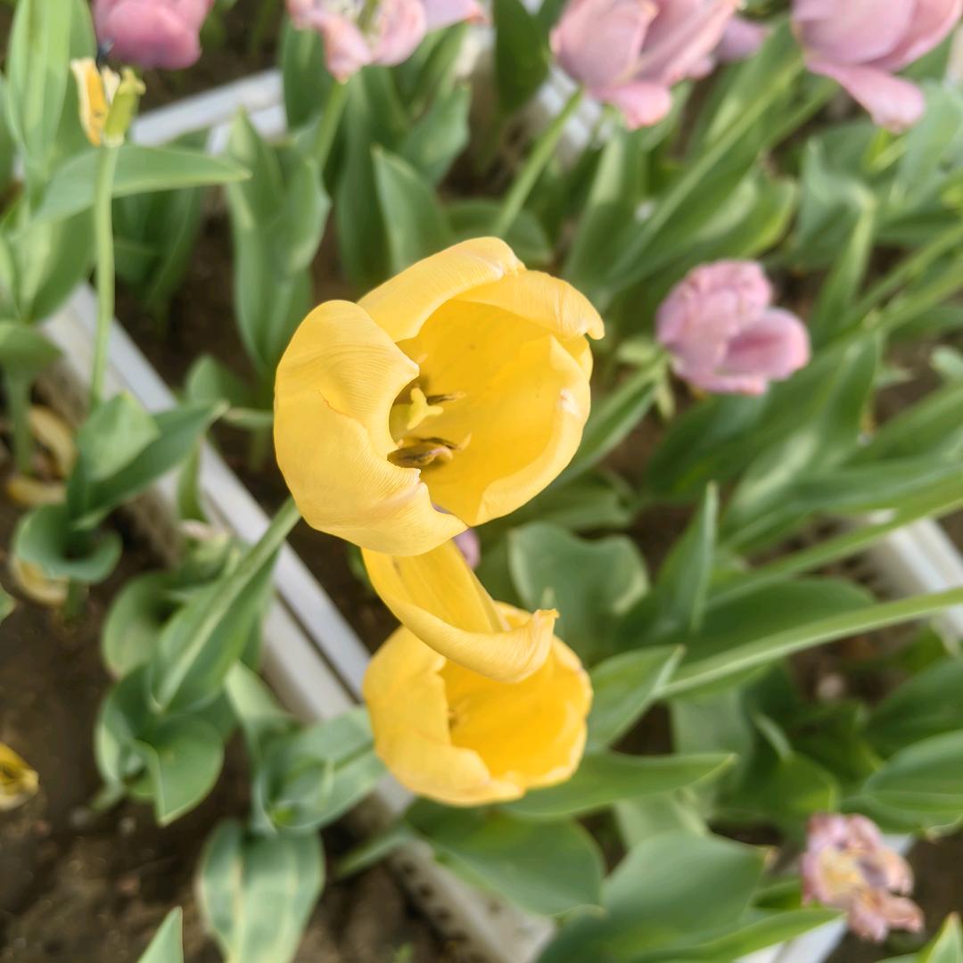 s.
