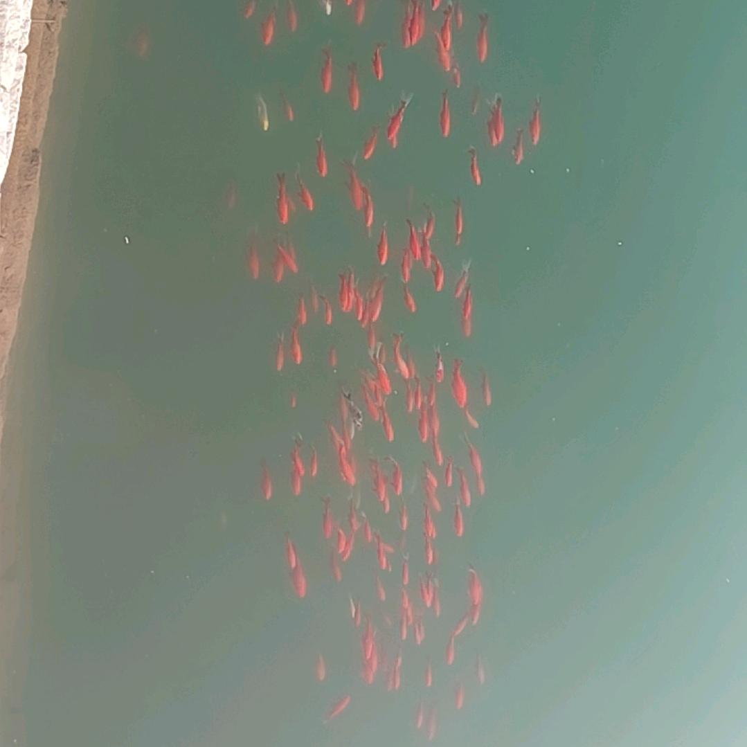 马到成功