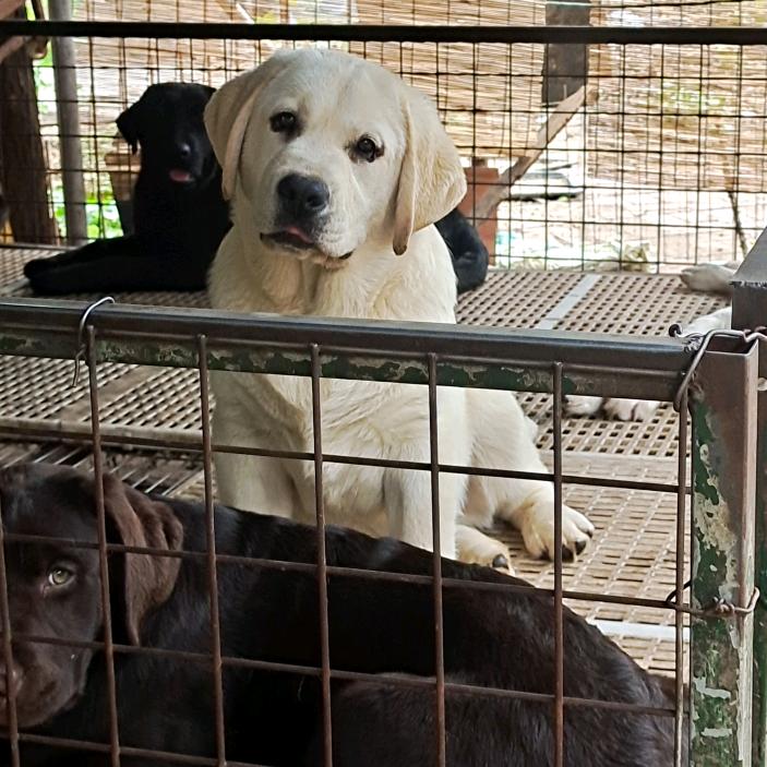 潍坊宇翷拉布拉多犬