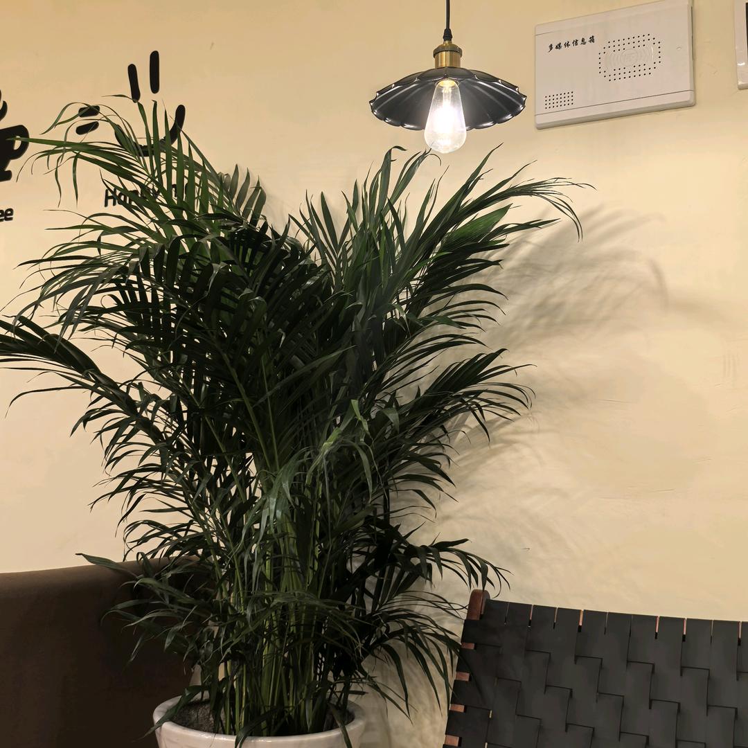 拾荒者