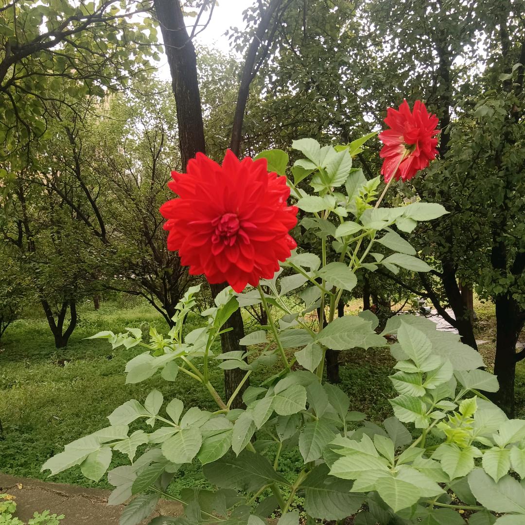 爱在飞翔