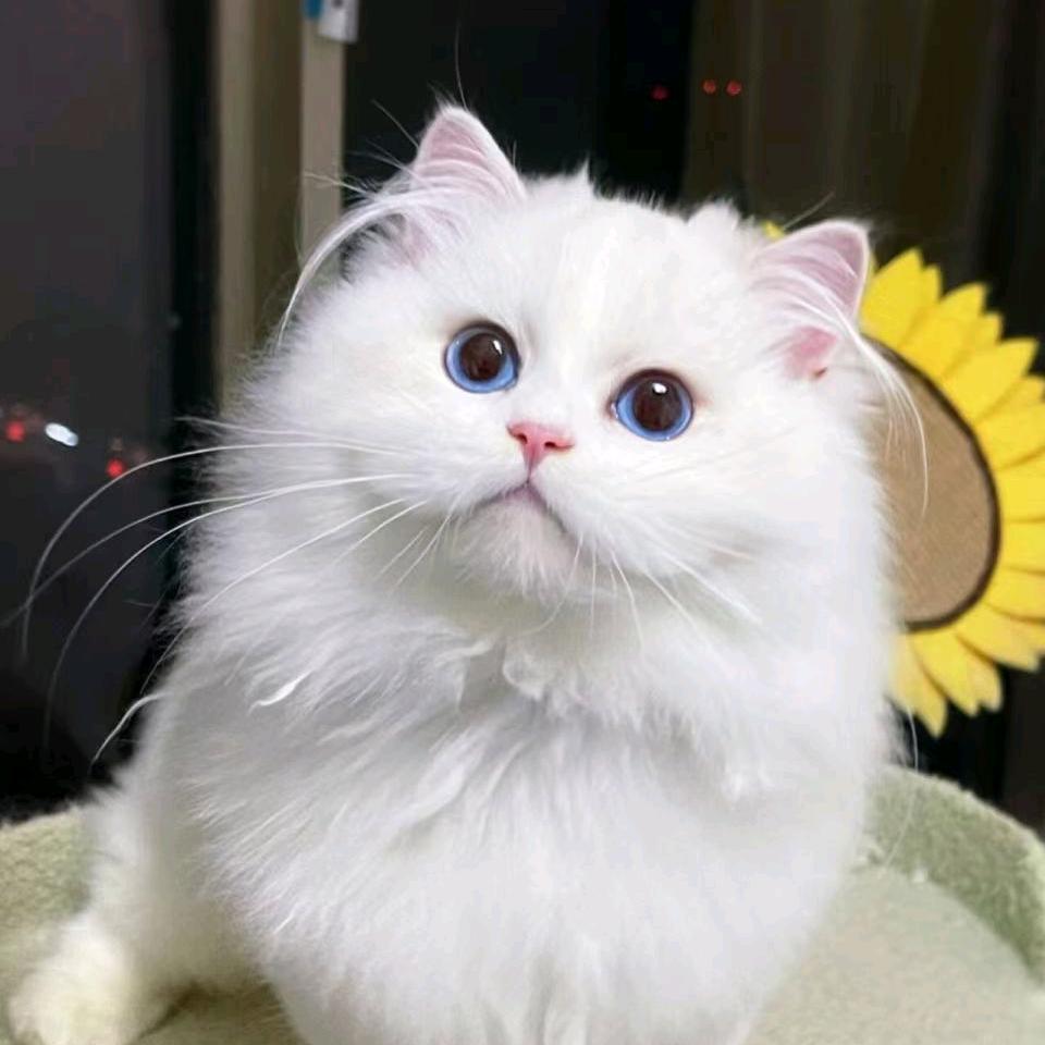 叫我李白