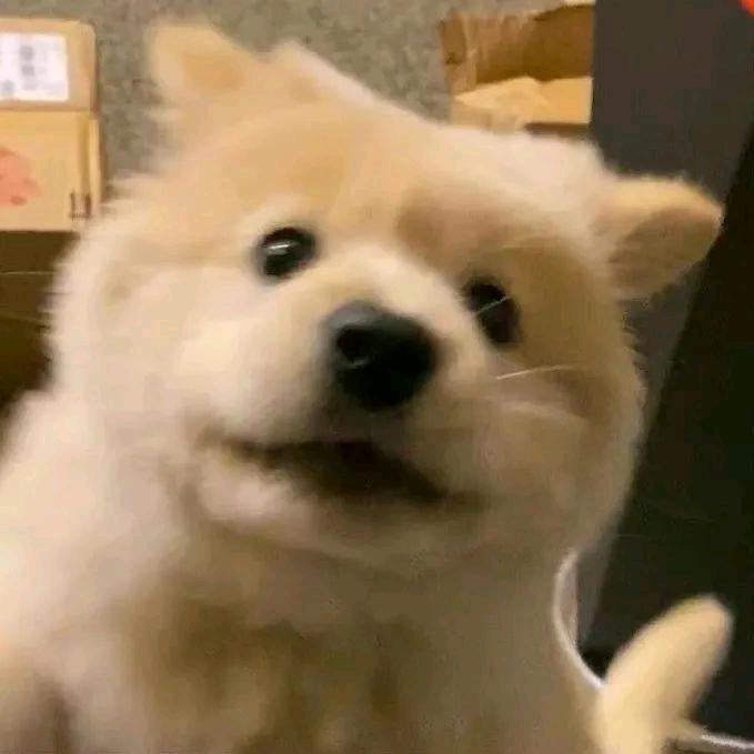傻狗子