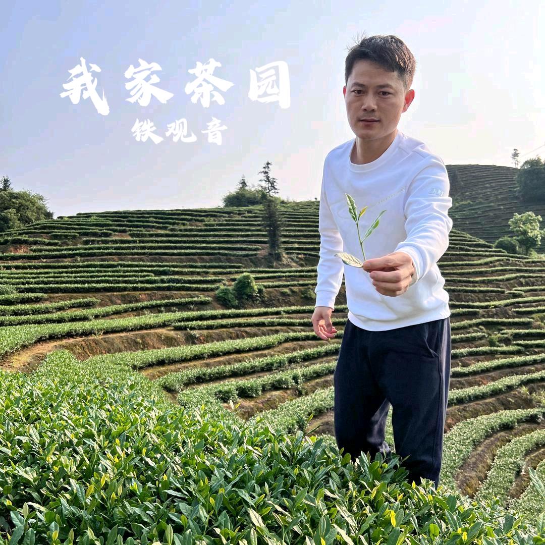 安溪铁观音茗茶个体店