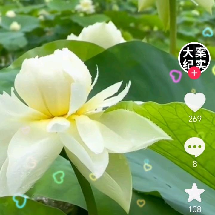 彭迷戏