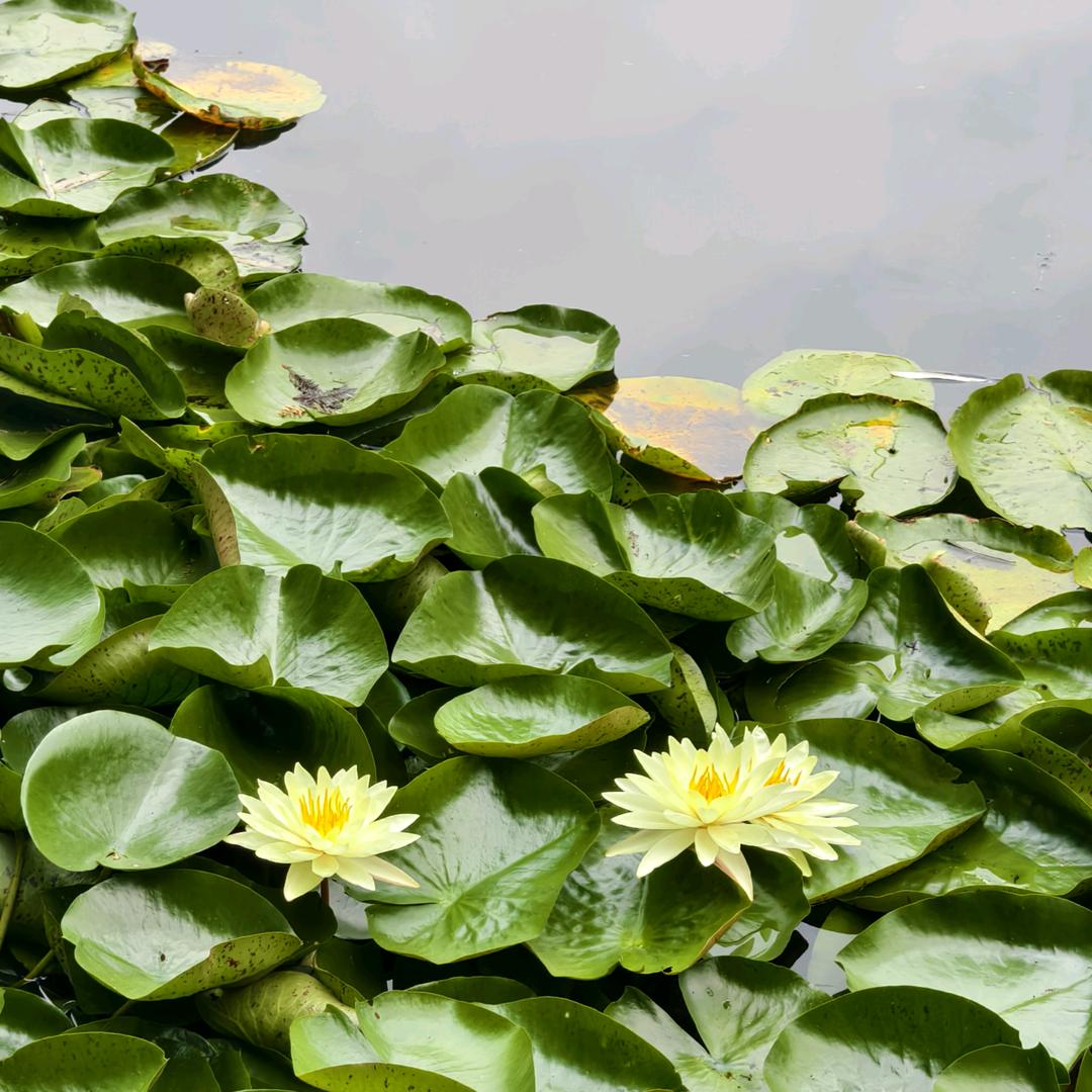 凡夫（睿玄）