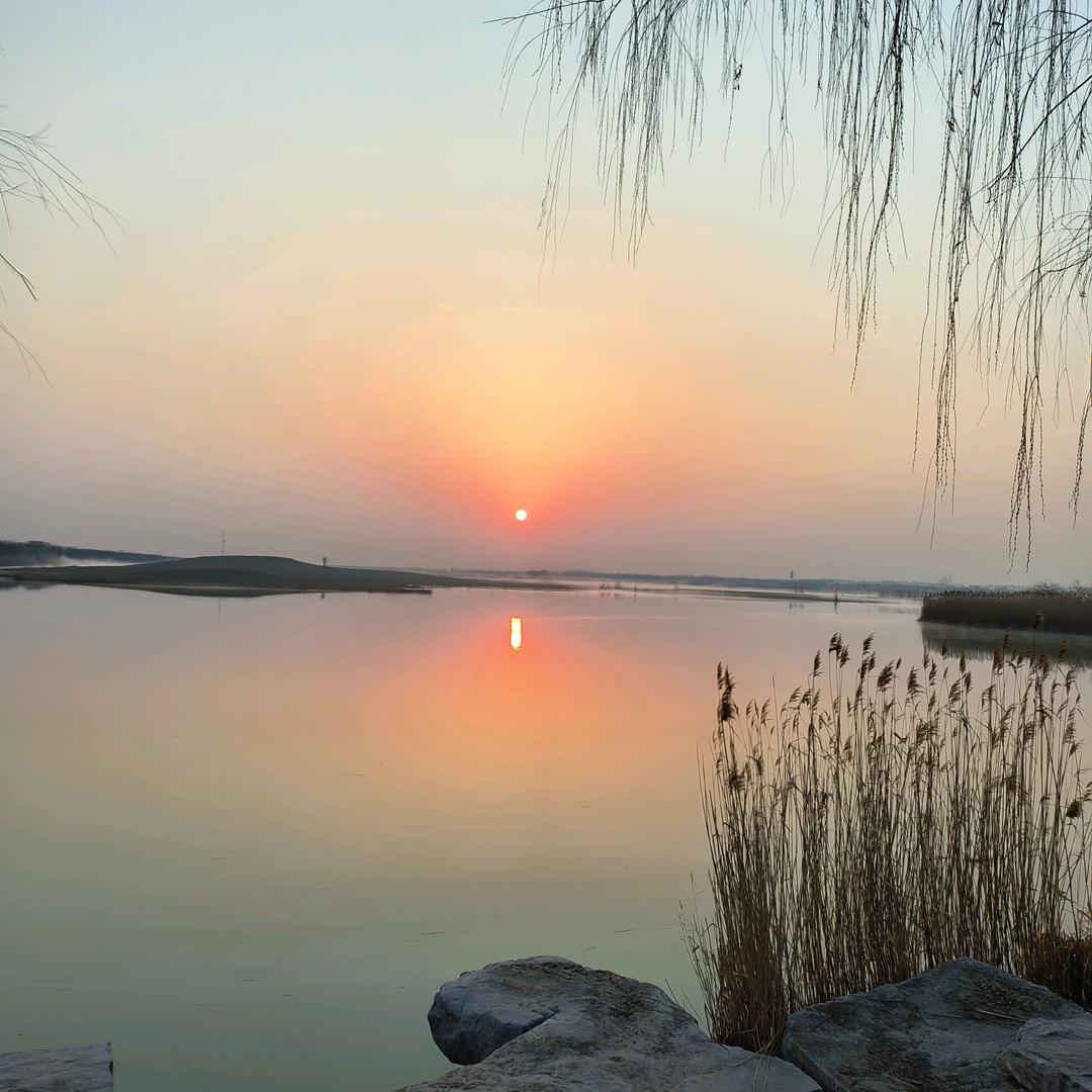 海棠依旧【金晶】🍅🍅🍅