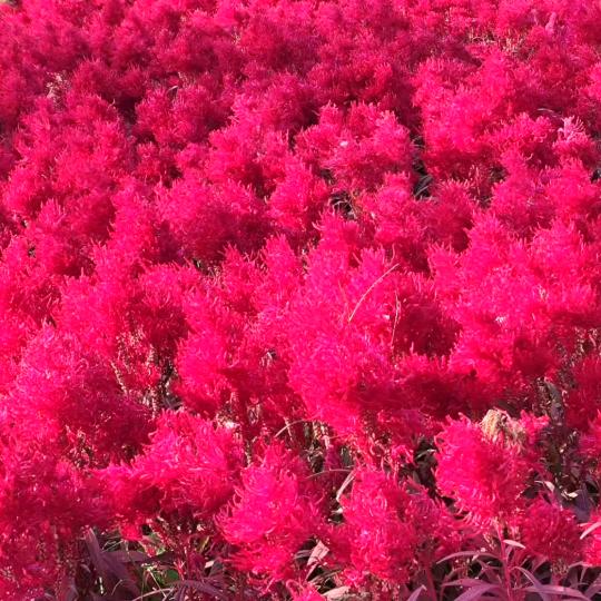 农业植保：冯姐