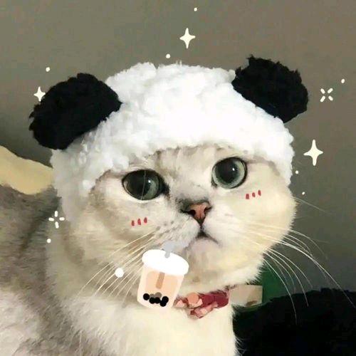 壳壳小天地