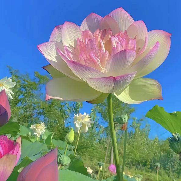 蓝天