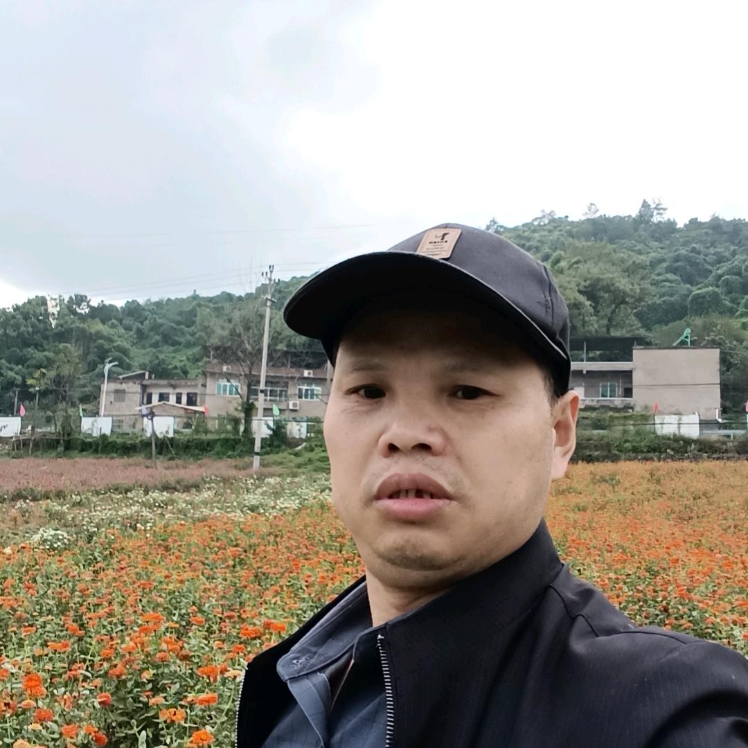 往事随枫