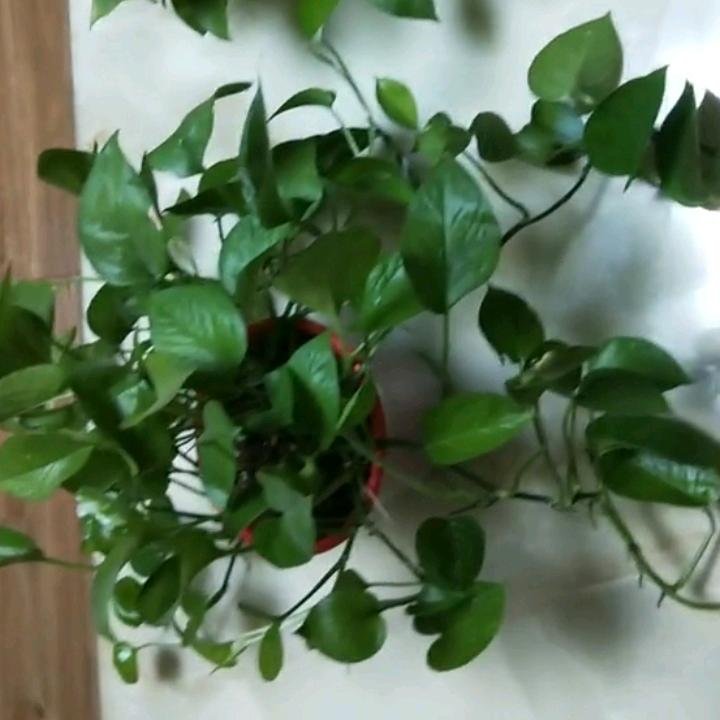 🌹((❤️⥎❤️))🌹💖里有你