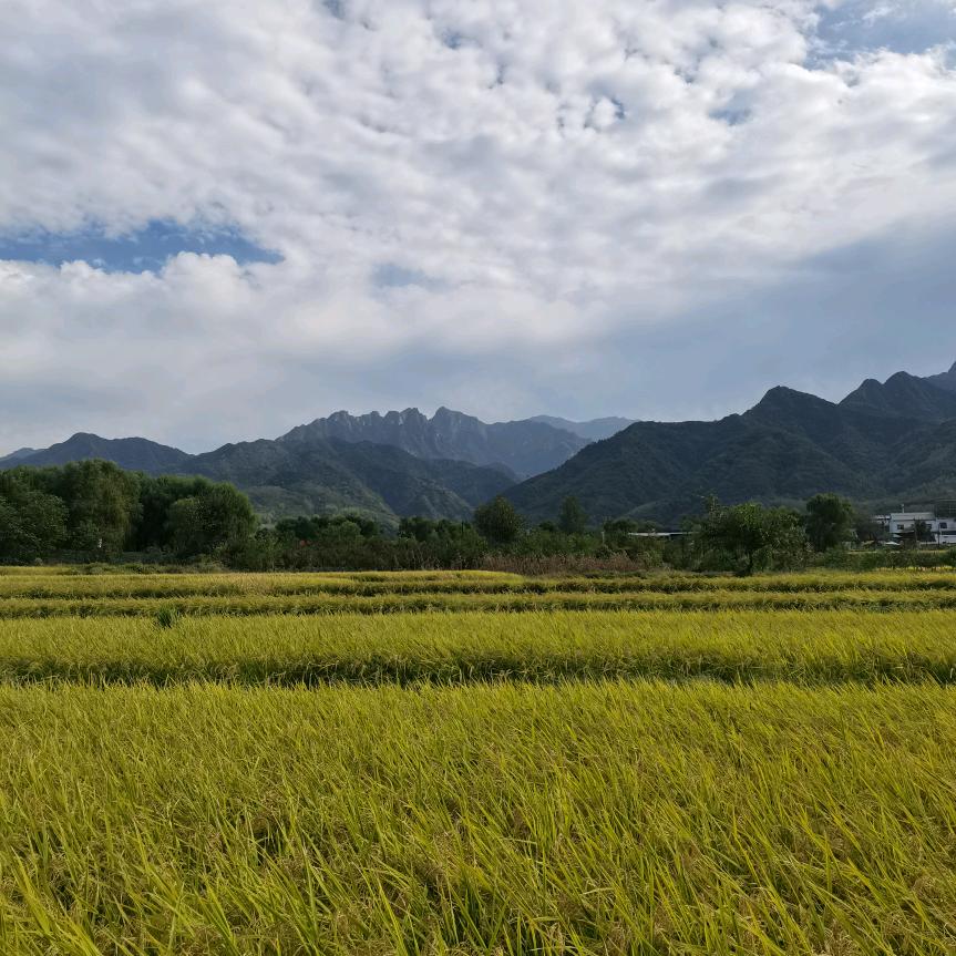天情