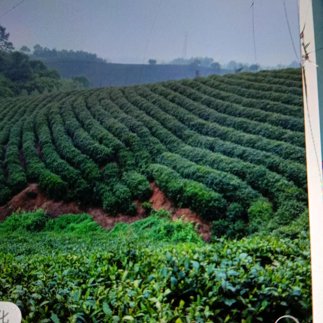 阳光下的蝴蝶飞呀飞