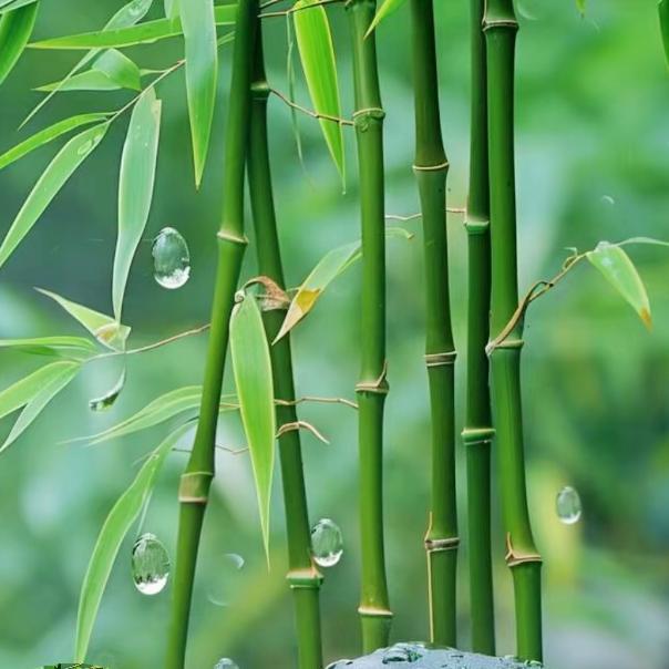 🍎什么都董🍎