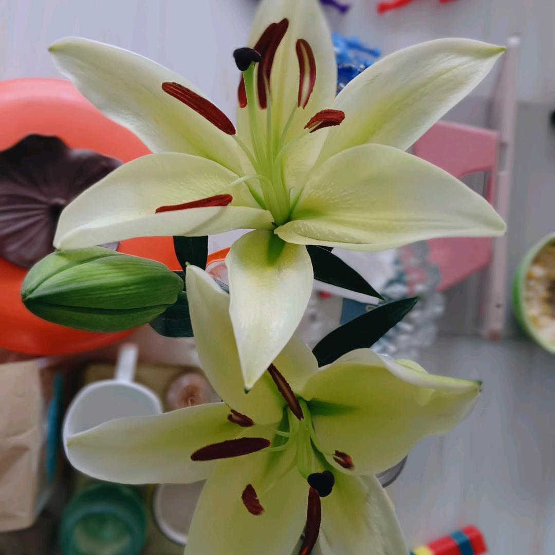 高冷的><鸡蛋卷