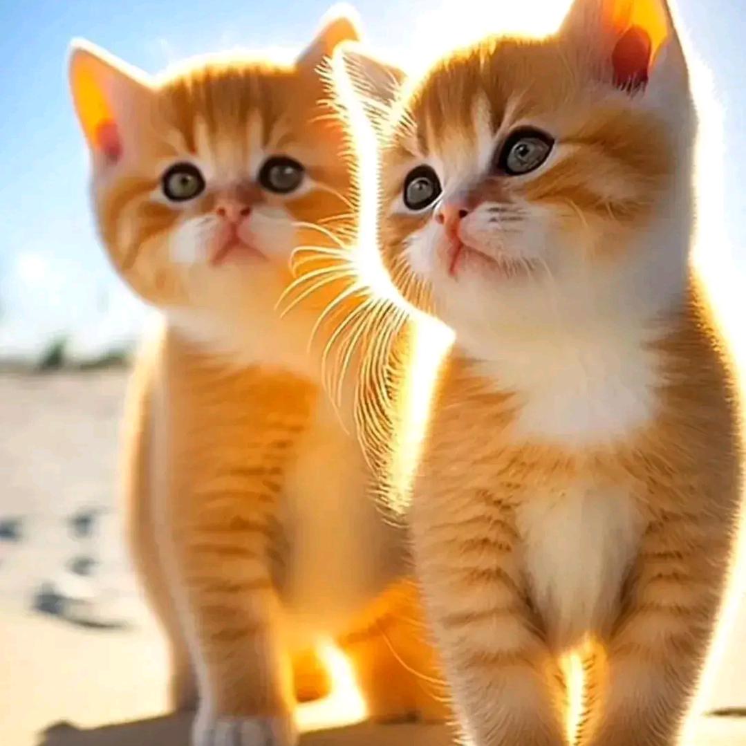 猫咪
