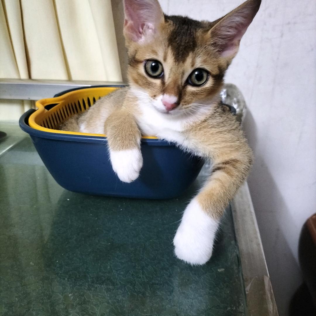 猫，清风上南枝