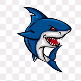 泳池里的小鲨鱼