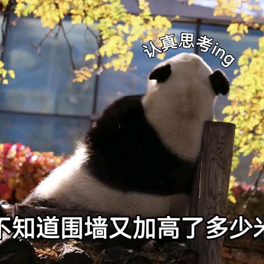 我只是个赏花的