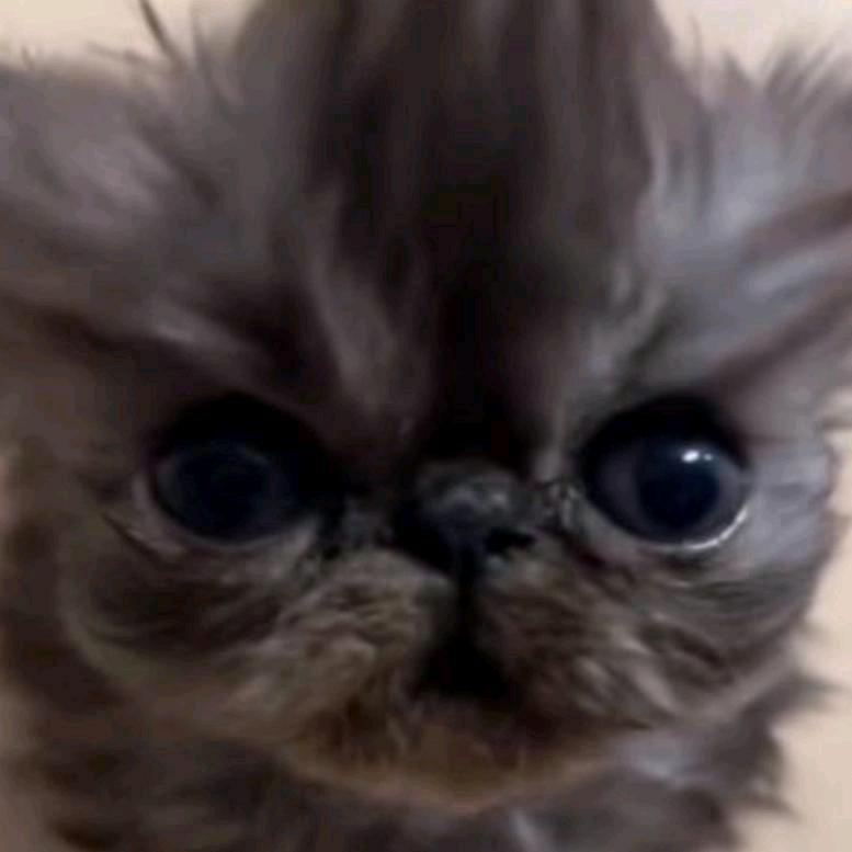 艾斯杀手小猫