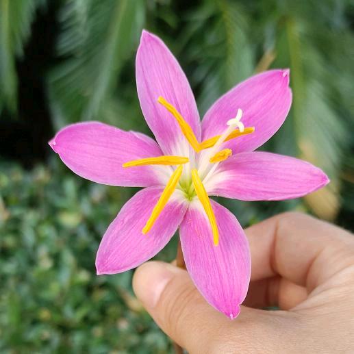 菜包子