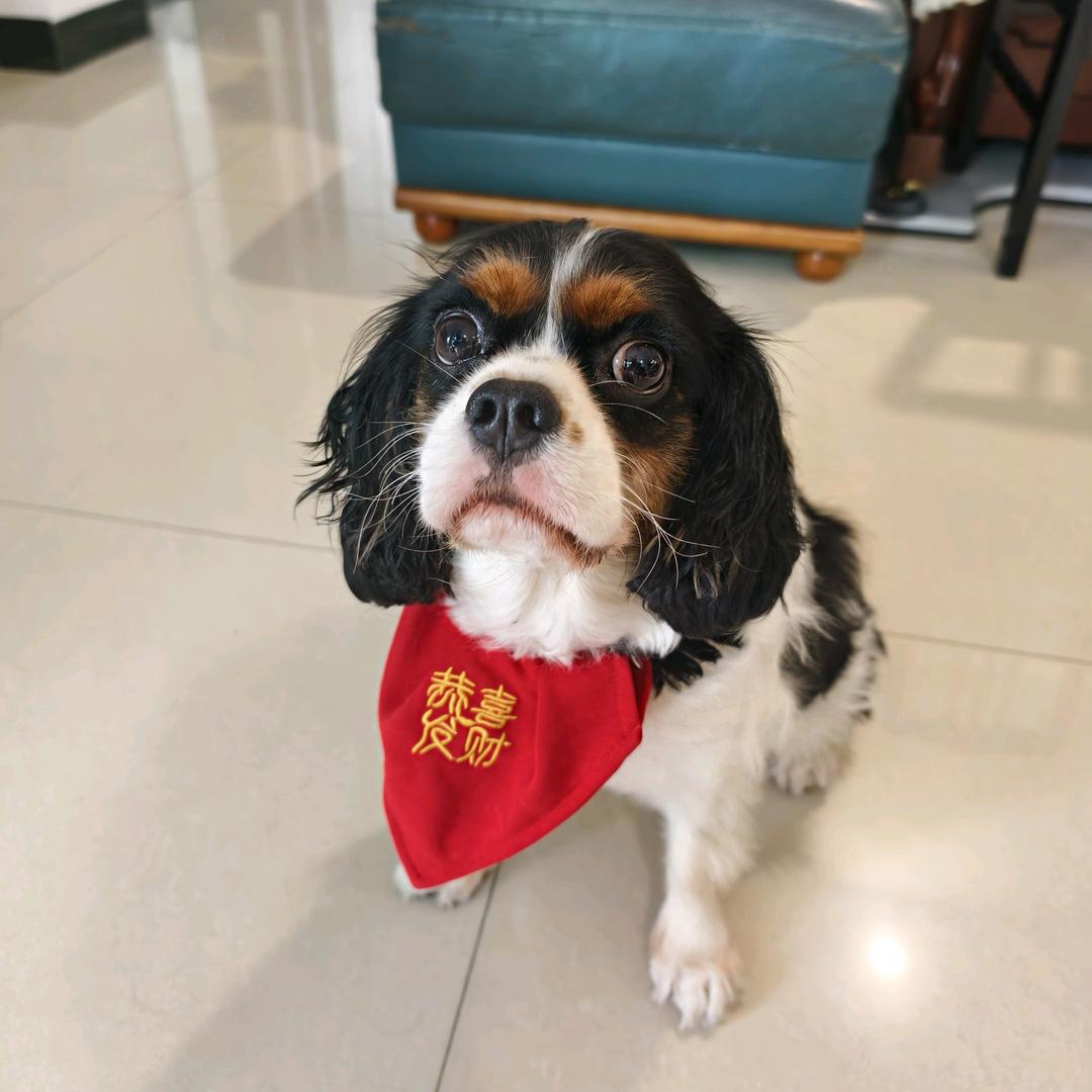 初一🐶大加