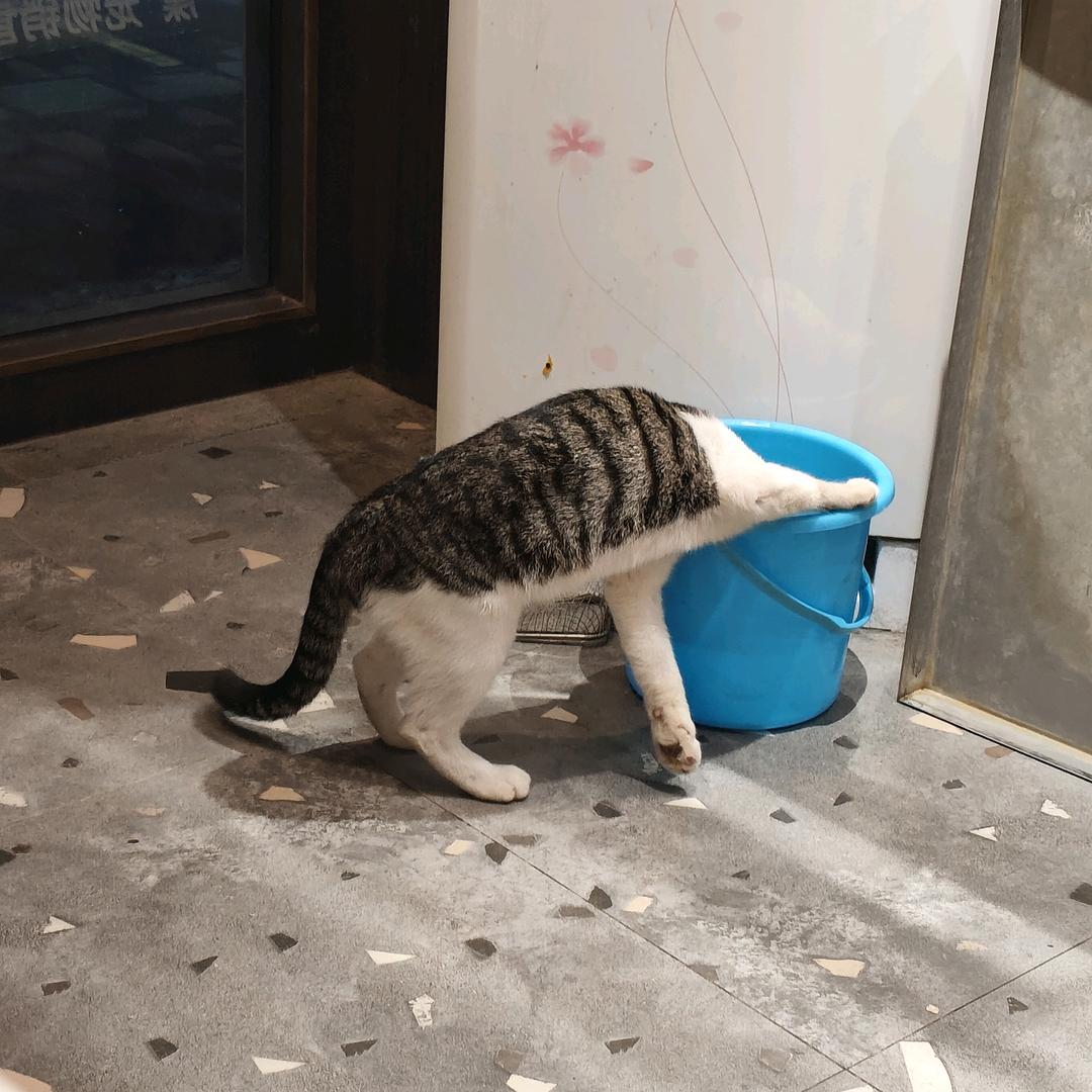 想吃猪肘子