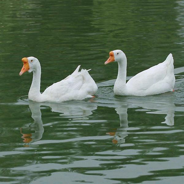 轶晨牧场