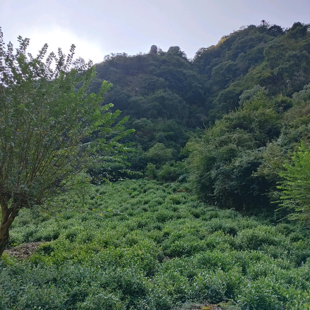 开心奶奶