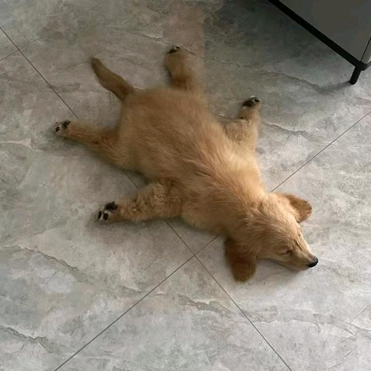 神经蛙