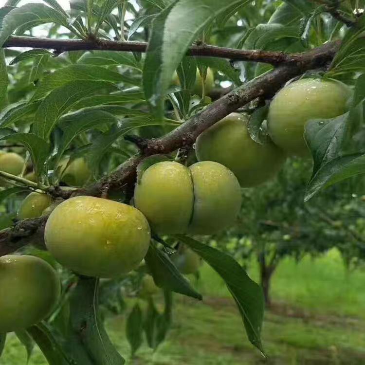金黔蜂糖李
