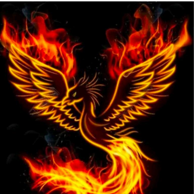 金🔥