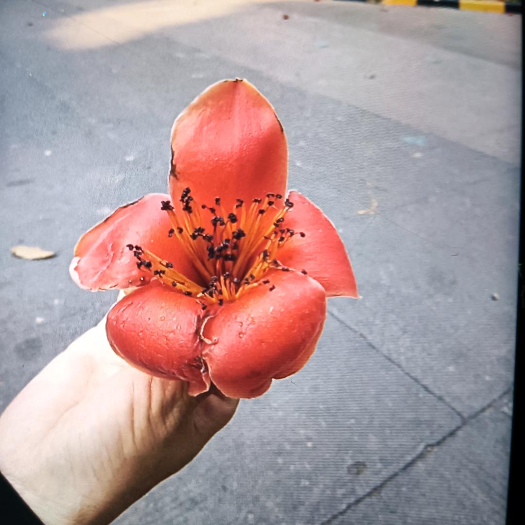 木棉花