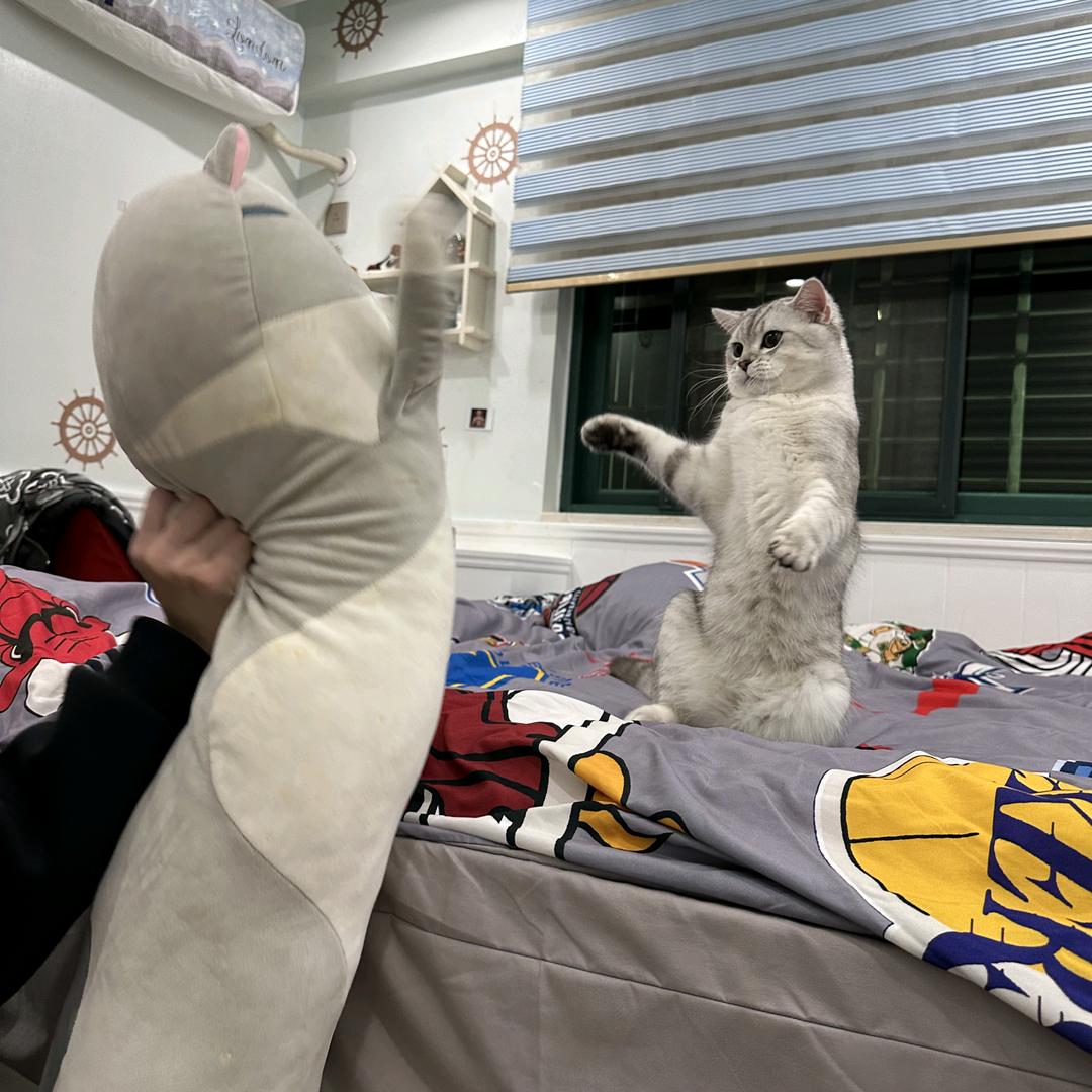 啫喱柚汁猫˃̶͈ ꇴ ˂̶͈