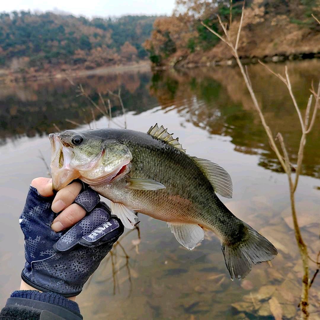 🌈悲傷棒棒蟲🎣